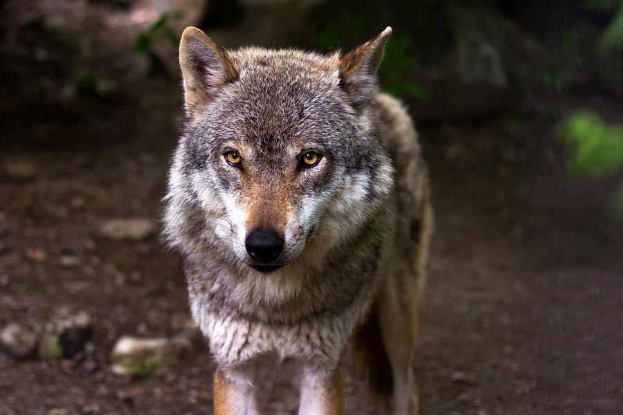 vlk wolf vlk dravy vyskyt vlka na Slovensku