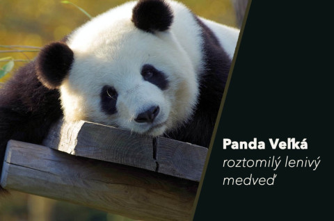 Panda Veľká, roztomilý lenivý medveď
