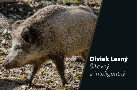 Diviak lesný