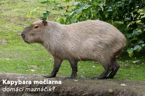 Kapybara močiarna - domáci maznáčik?